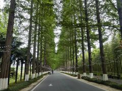 -黄海国家森林公园