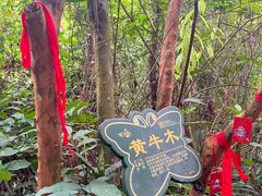 -呀诺达热带雨林