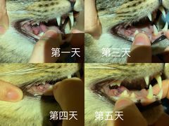 -谐和益家动物医院·免疫绝育·血液透析·宠保定点医院(高新伊藤分院)