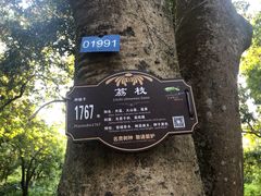 -张坝桂圆林公园
