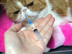 -宠颐生贝利健动物医院(谢家湾分院)