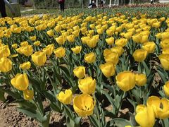 -石家庄市植物园