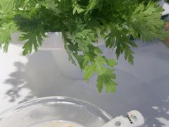 -烹然四季椰子鸡火锅(姚家园万象汇店)