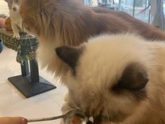 -平行世界·猫咖(首经贸店)