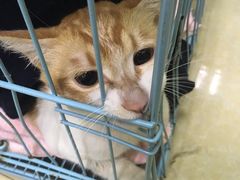 -瑞鹏宠物医院·骨科·猫科·内科(第一中心)