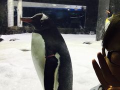 -悉尼海洋生物水族馆