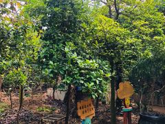 -呀路古热带植物园