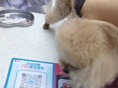 -宠颐生宠物医院·心肾内科·猫专科诊疗中心宠巢店