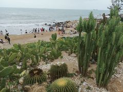 -广东惠东海龟国家级自然保护区