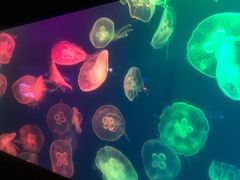 -成都浩海立方海洋公园