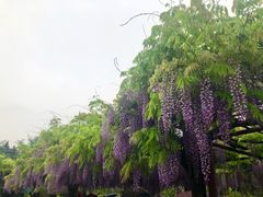 -嘉定紫藤园