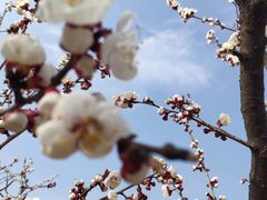 -咸阳湖景区-古渡公园