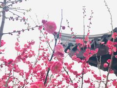 -林屋梅海青梅保护基地
