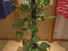 -汤泉良子.足疗按摩.SPA(中关村店)