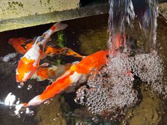 -永安里地摊烤肉(首创店)