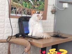 -平行世界·猫咖(首经贸店)