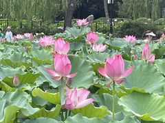 -莲花池公园