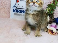 -十年猫舍·猫咪专门店(普陀店)
