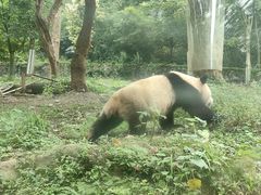 -都江堰中华大熊猫苑
