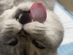 -乐琪宠物医院·犬猫专科·骨外科·急重症