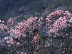 -九皇山景区