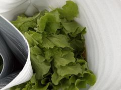 -马陆小张葡萄园农家乐