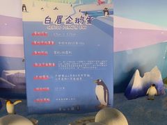 -帝企鹅自助餐厅•儿童岛•真企鹅(长隆企鹅酒店)