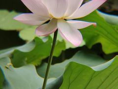 -荔湾湖公园