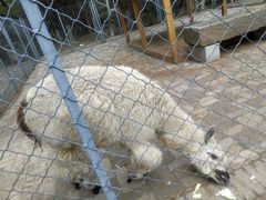 -长白岛森林公园