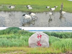 -黑龙江扎龙生态旅游区