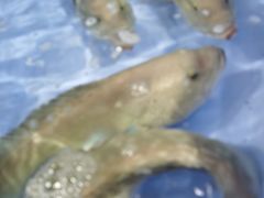 -布吉农产品批发市场