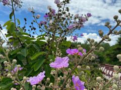 -金鸡岭桥头公园