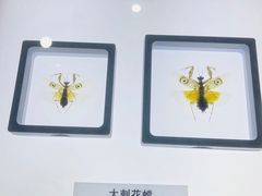 -上海昆虫博物馆