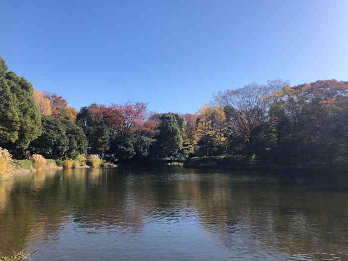 北之丸公园-"一年一度的樱花季开始,今年东京最佳赏樱期.