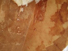 -极致味道动物奶油生日蛋糕(时尚店)