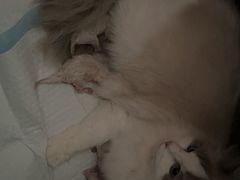 -柏萃动物医院·骨科·牙科