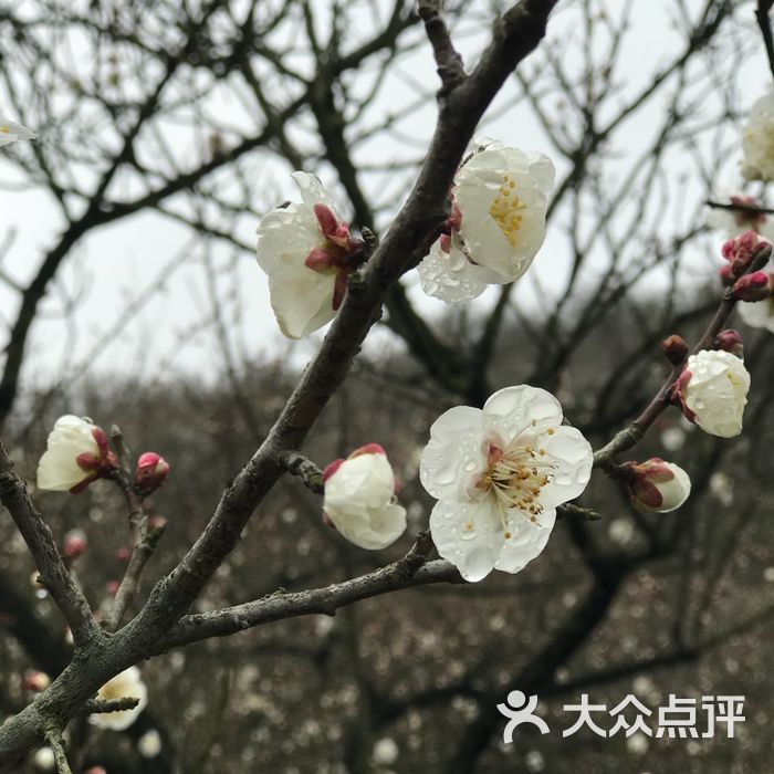 王坛东村十里梅廊