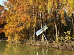 -上海海湾国家森林公园