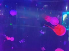 -苏州海洋馆