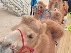 -库伦旗银沙湾旅游景区