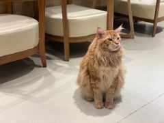 -藏猫猫咖啡主题馆(中央大道店)