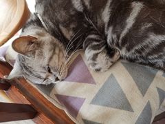 -海边的猫和咖啡馆