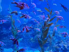 -海合安成都极地海洋公园