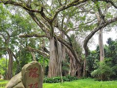 -瑞丽独树成林风景区