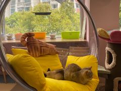 -囡的喵喵酱·萌宠生活馆·宠物洗护美容(胶州路店)