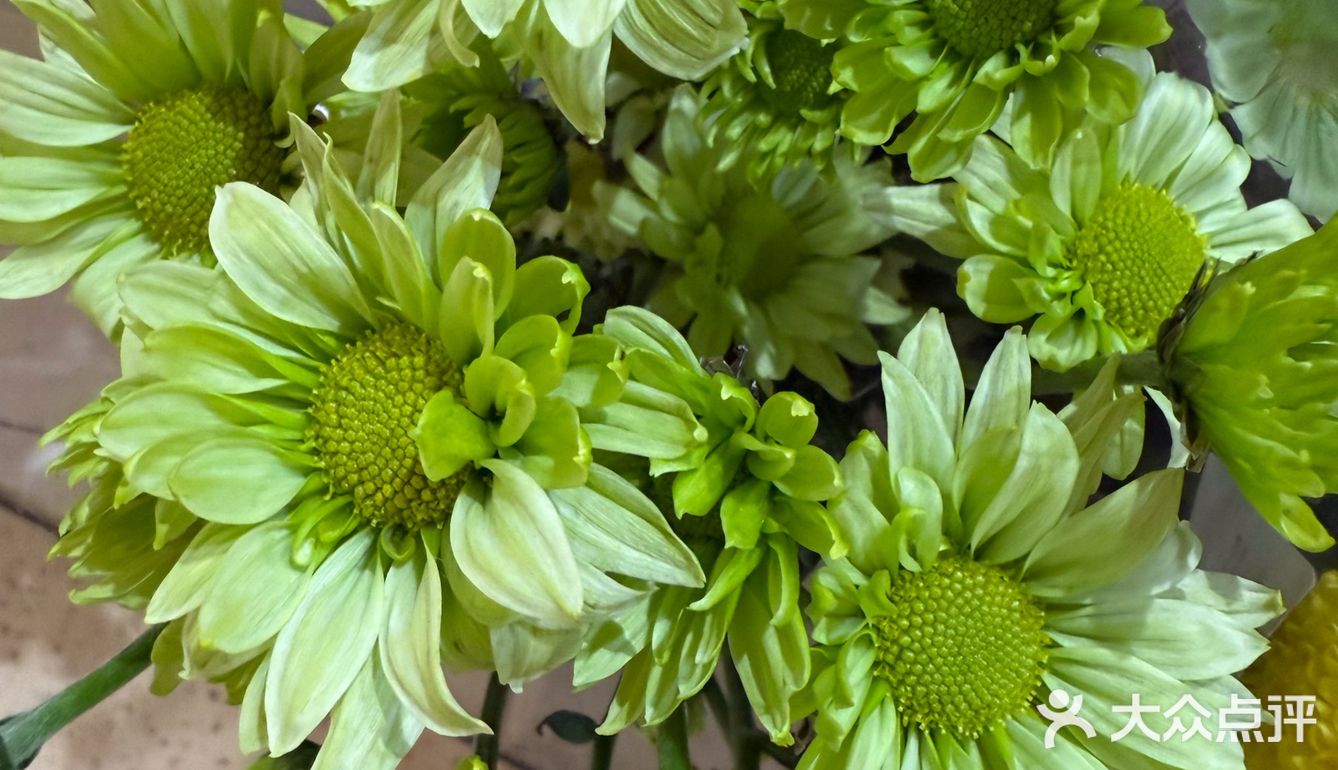 季节的第一朵花