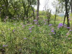 -西湖风景区-江洋畈生态公园
