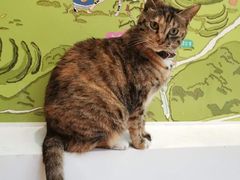 -猫的天空之城概念书店(杭州南宋御街店)