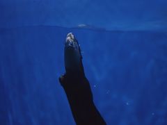 -多彩贵州城极地海洋世界