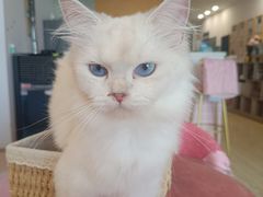 -Sweet cat·星愿猫咖(国贸大厦店)